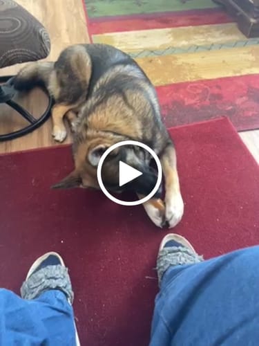 Customer video review of Pumpkin Yak Chews