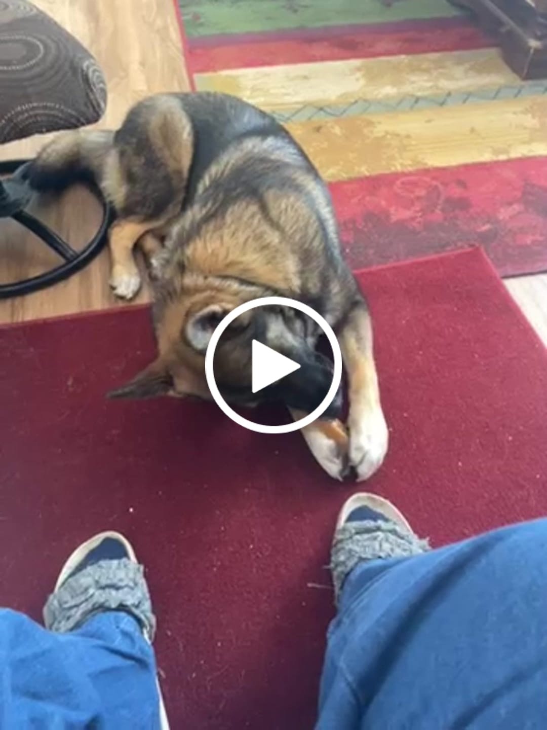 Customer video review of Pumpkin Yak Chews