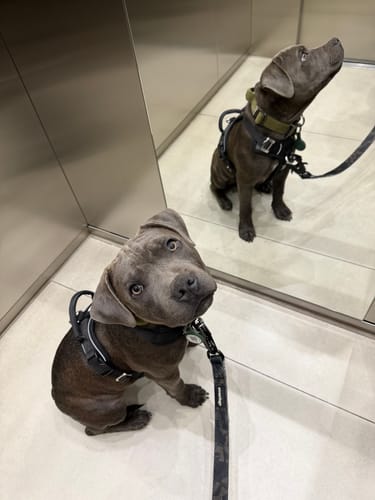 Customer photo review of Arnés Aerosport para Perros - Street Dogs - Black