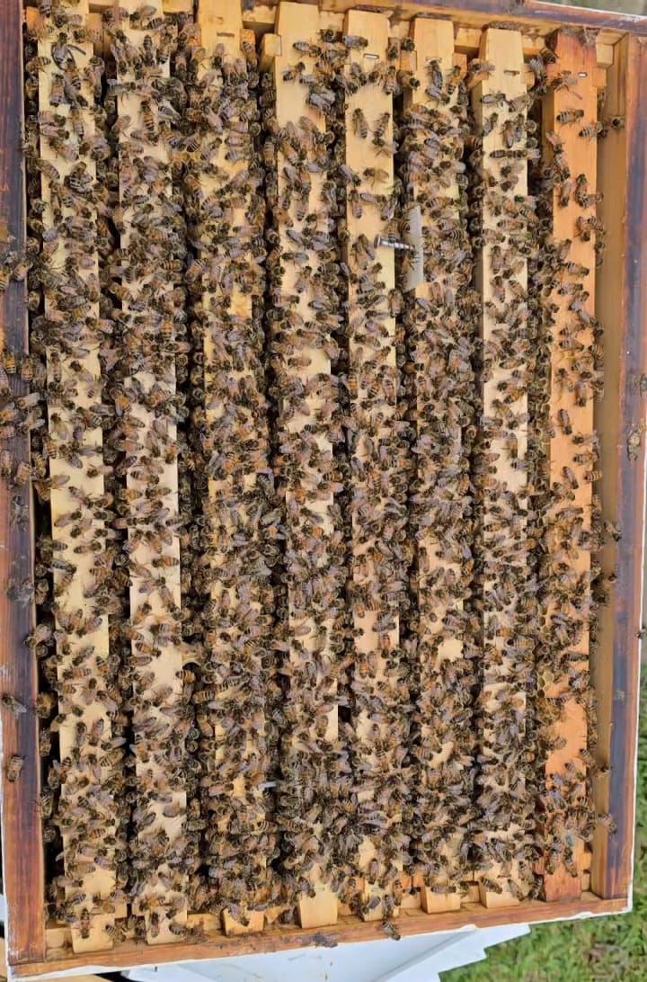 Customer photo review of Wild Bee Evening Clear Serum