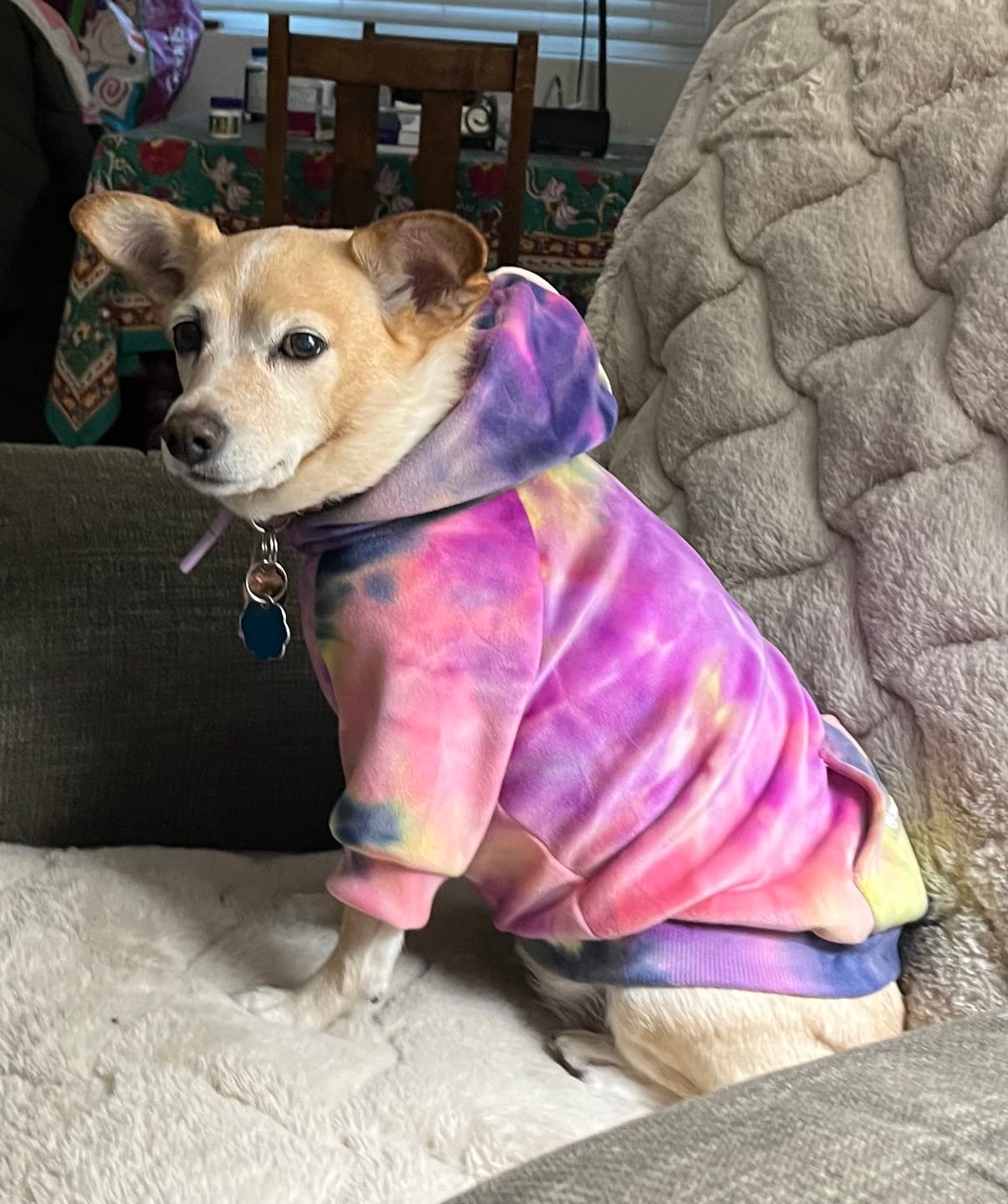 Customer photo review of Velvet Dog Hoodie - Berry Lemonade