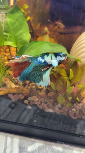 Customer photo review of Nemo Halfmoon Male Betta Fish | Order Directly From Farm | You Pick Fish
