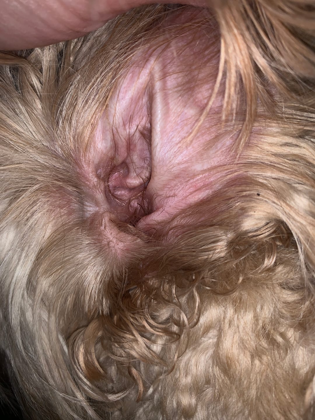 Customer photo review of Antiseptic Ear Drops for Dogs, Cats & Pets