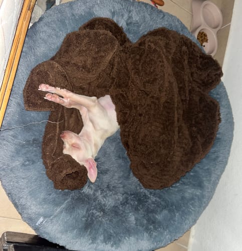 El perrito de un cliente duerme boca arriba en la Cama Antiestrés redonda y gris.