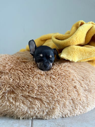 La perrita chihuahua de un cliente duerme profundamente en la afelpada Cama Antiestrés para Perros.