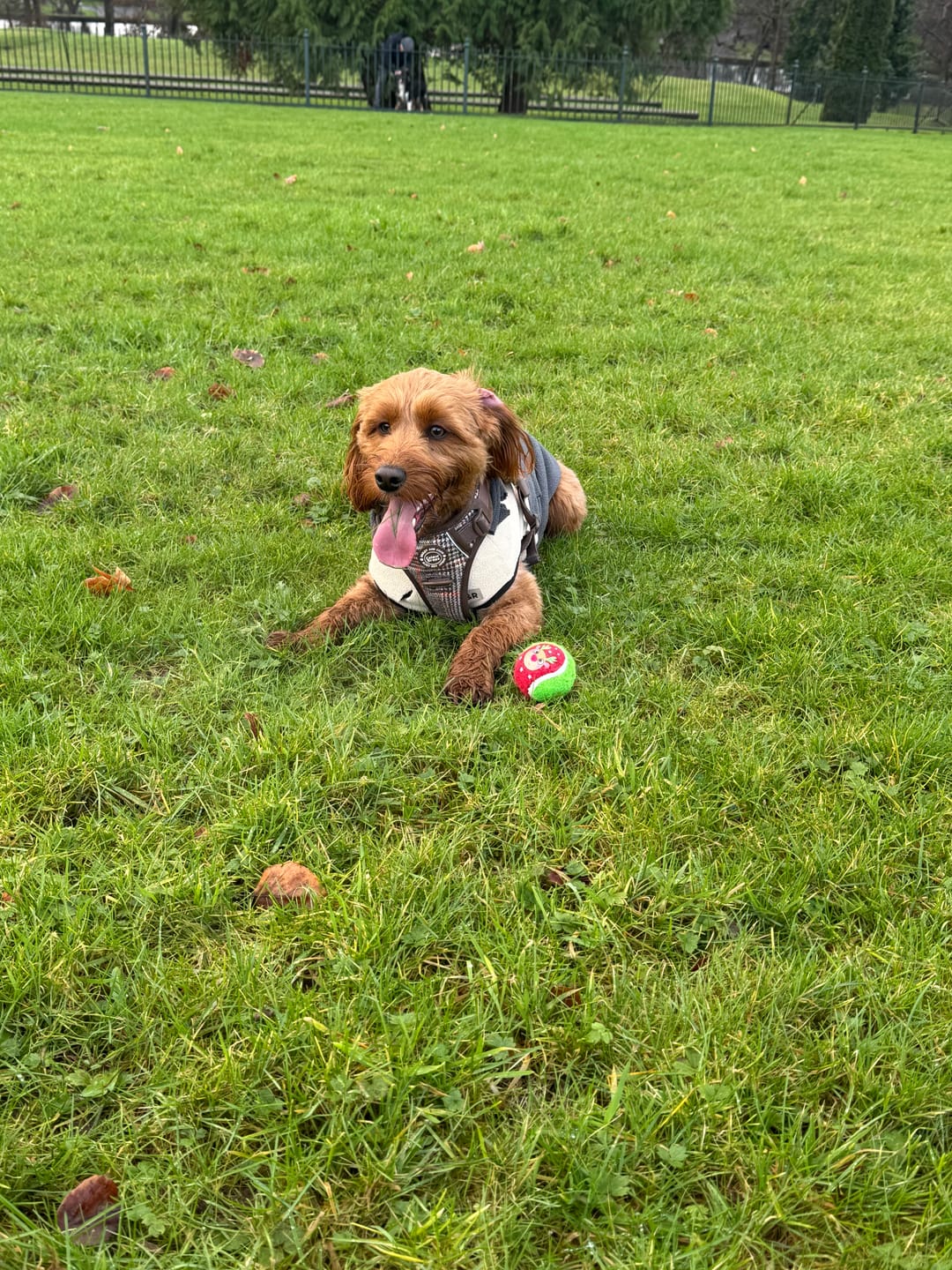 Customer photo review of Trail & Glow Tweed Dog Harness - Colour Drops - Heritage Plaid