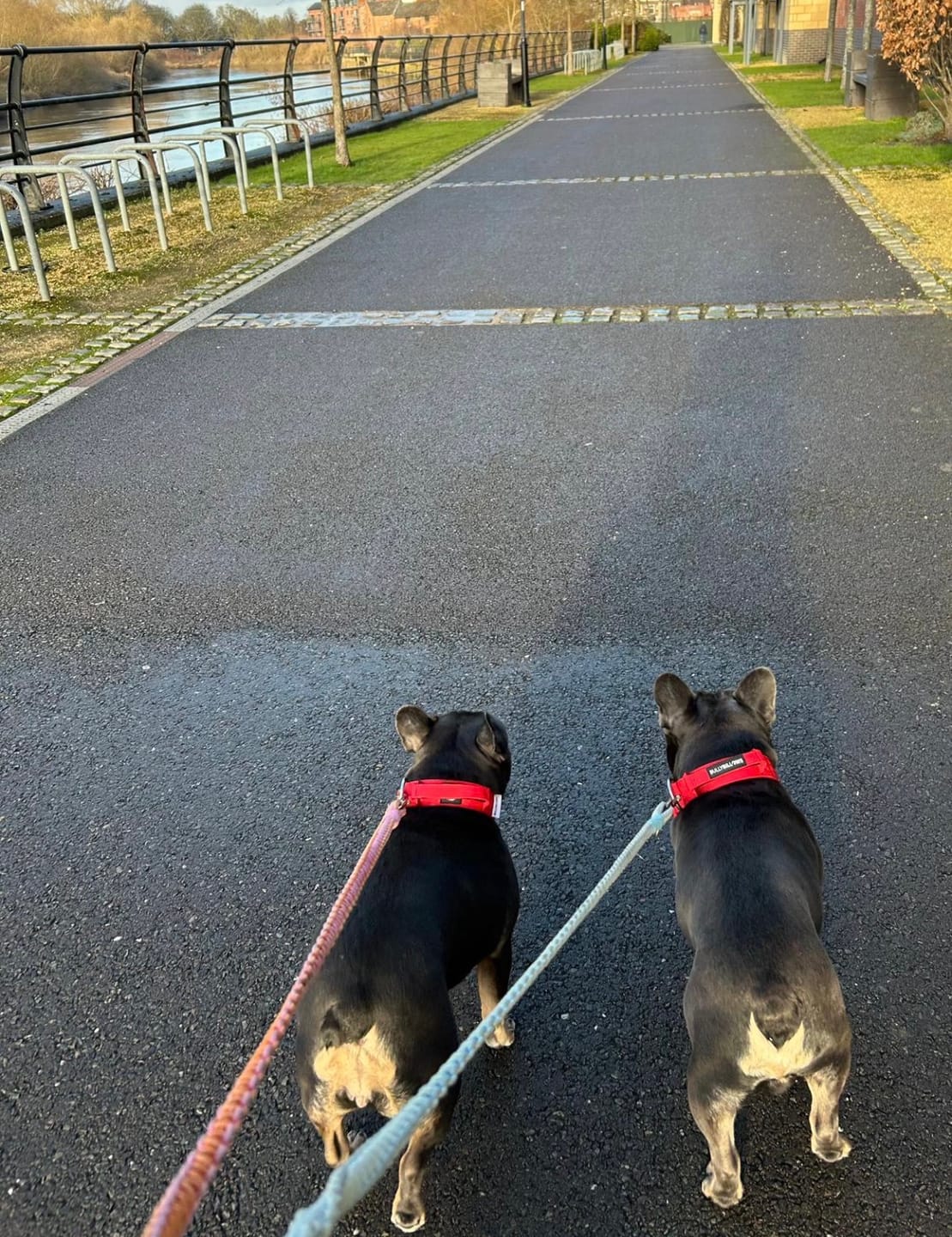 Customer photo review of 4cm Combat® Collar | Handle & Rated Clip - Red