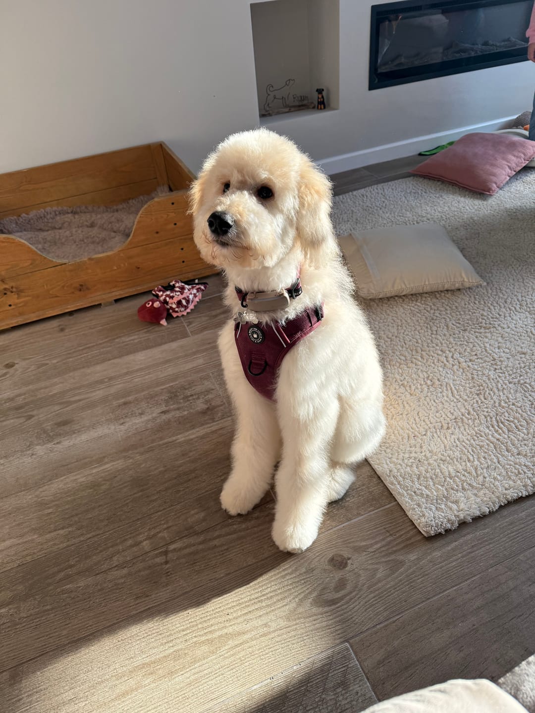 Customer photo review of Adjustable Collar - Mulberry Tweed