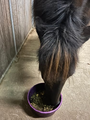 Customer photo review of Strotonin Horse Support