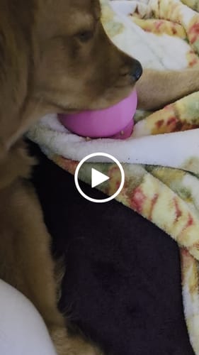 Customer video review of Freezball - Durable Fillable Dog Chew Bone