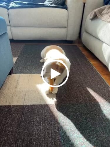 Customer video review of Regular/Unflavored Himalayan Yak Chews | 6-Sizes (for Small to Big Dogs)