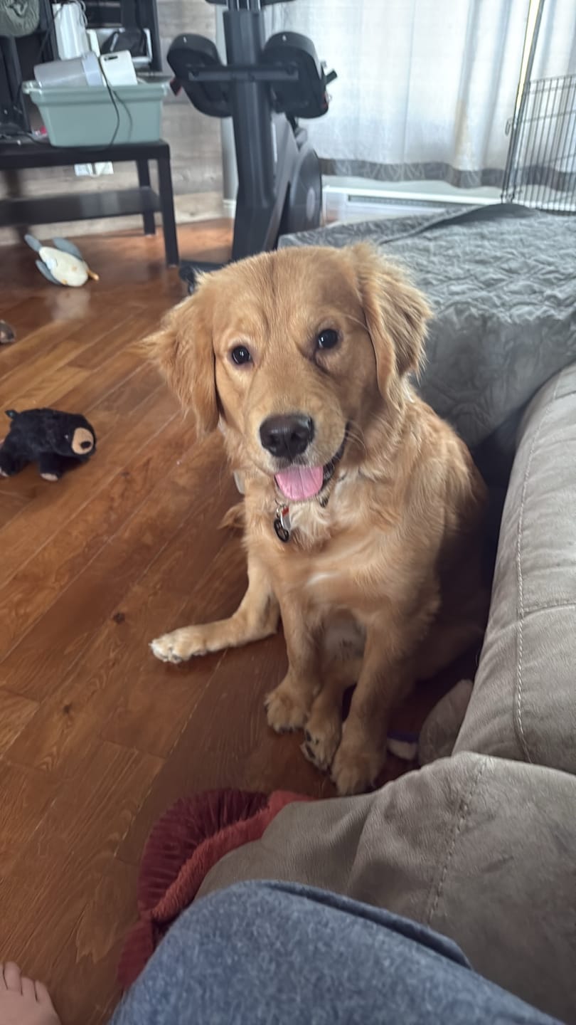 Customer photo review of OREL (Système respiratoire, système immunitaire) pour chiens et chats
