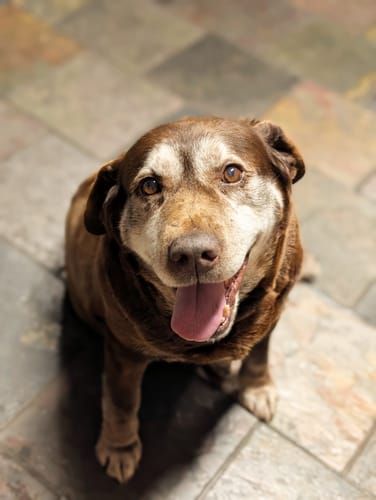 Customer photo review of Bestie Balance