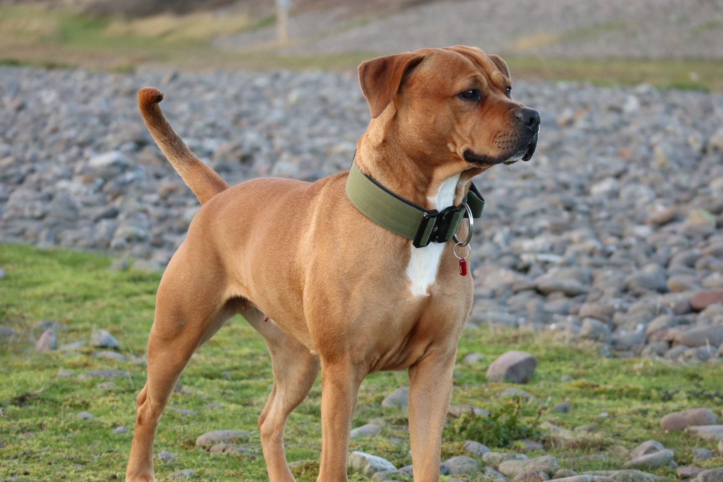 Customer photo review of 5cm Combat® Collar | With Handle & Secure Clip - Khaki
