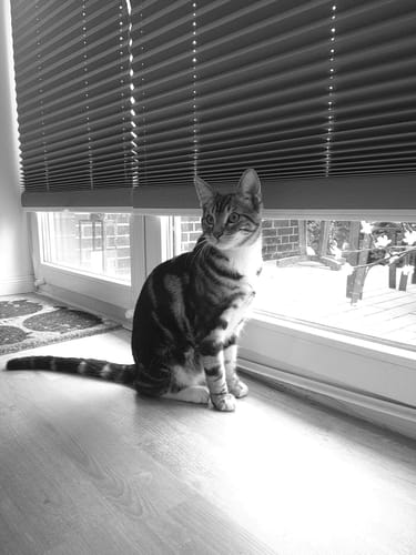 Foto eines Bewerters, das eine gestreifte Katze in Schwarz-Weiß zeigt, die auf dem Boden vor einem Fenster sitzt.