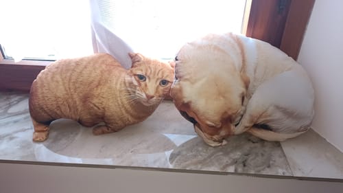 Customer photo review of Custom Pet Pillow