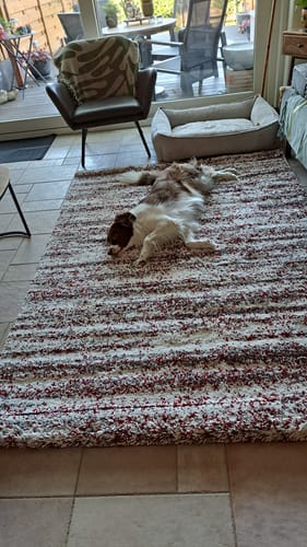 Recensent toont het grijs/rode Artisan vloerkleed met een hond die er ontspannen op de rug op ligt.