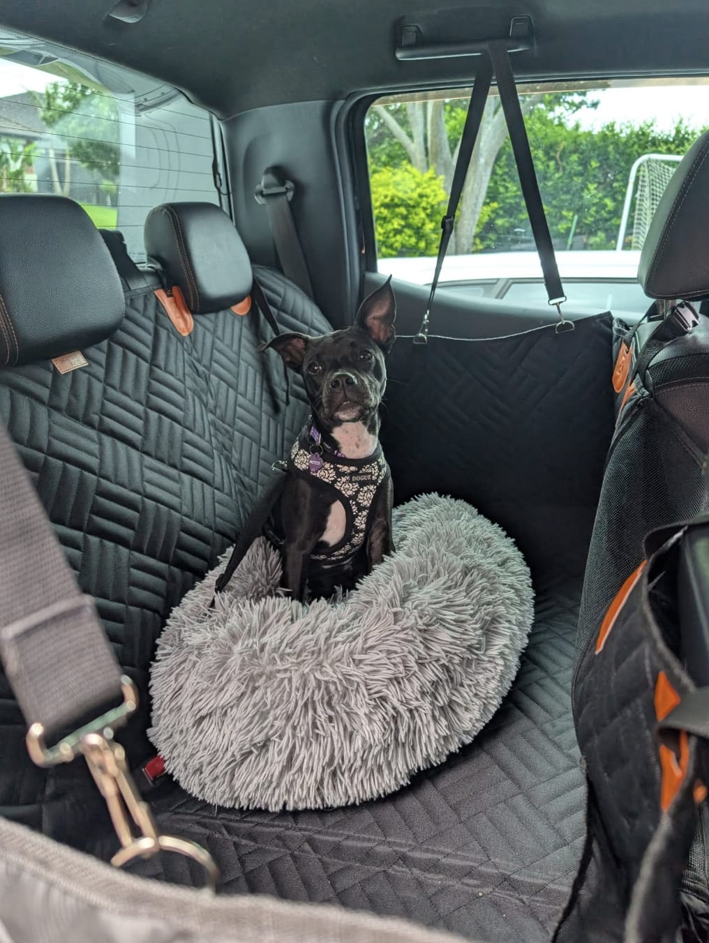 Customer photo review of Marlo&Co™ Dog Seat Cover