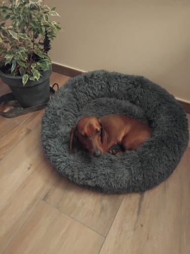 Customer photo review of Puppery Hundebett Wolke 7 - Das Original