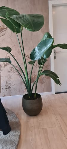 Recensent toont de Pot Ryan Shiny Gold in huis, met een grote kamerplant erin.