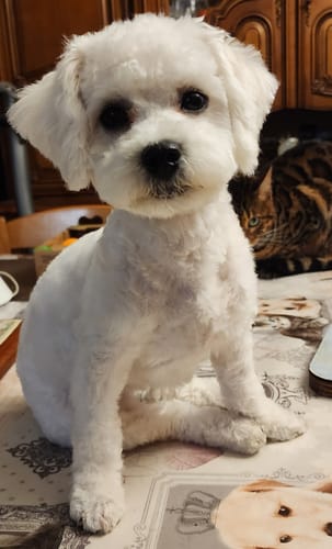 Customer photo review of Pâtées riches en volaille & aux carottes - Petite taille (Chiot)