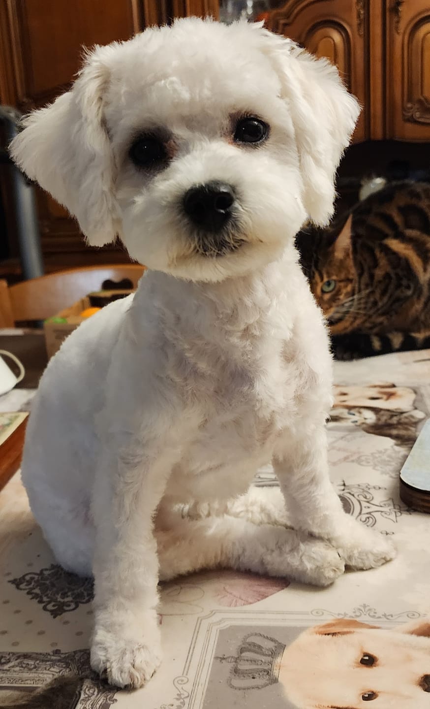 Customer photo review of Pâtées riches en volaille & aux carottes - Petite taille (Chiot)