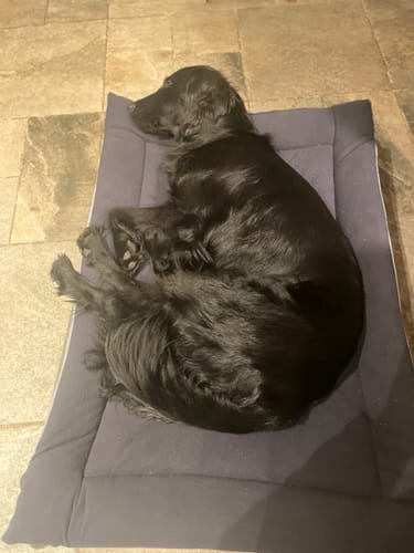 Customer photo review of 50% OFF Baby Blue & Navy Fleece Reversible Pad