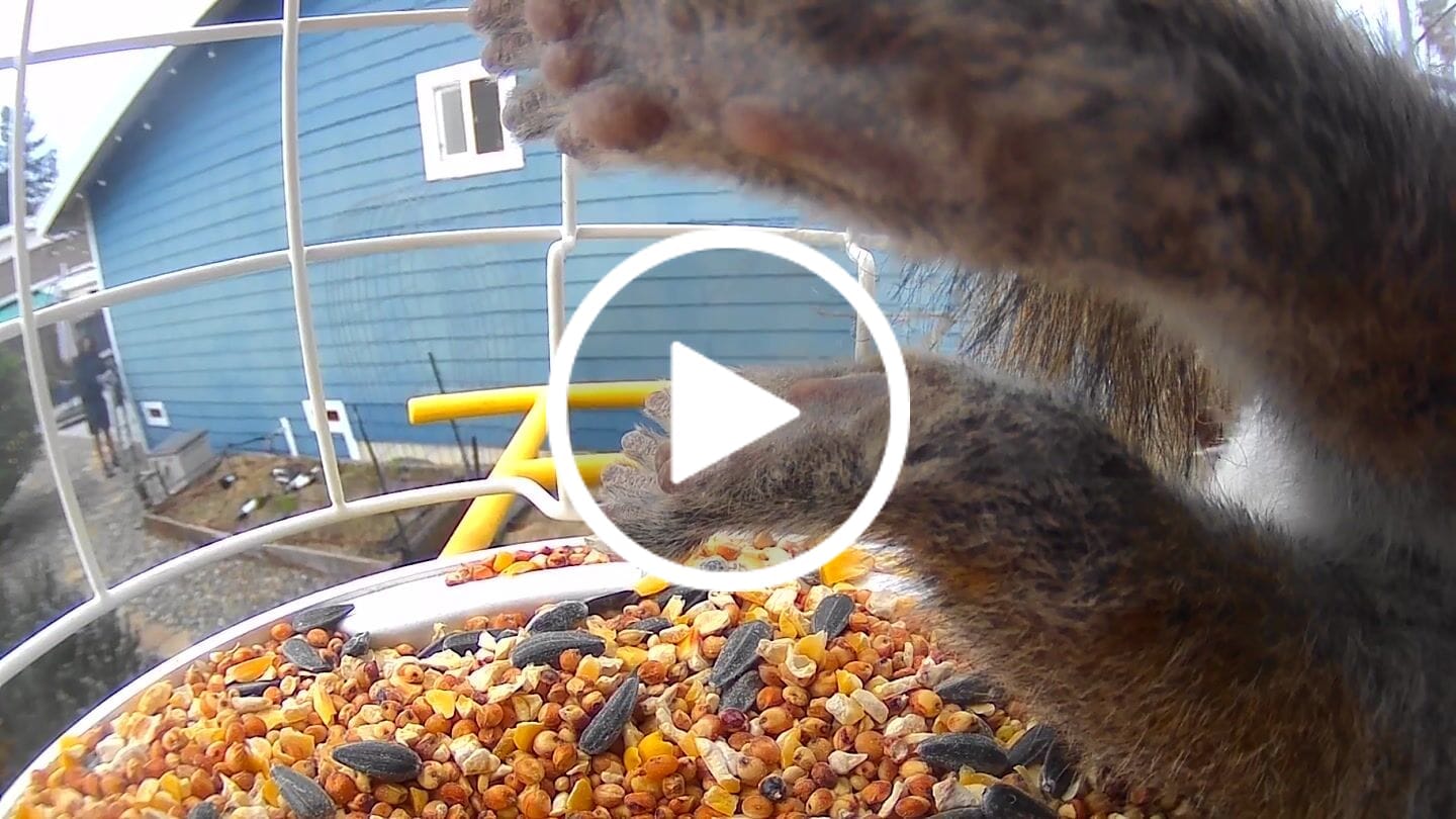 Customer video review of Birdfy Shield - Bird Feeder Shield