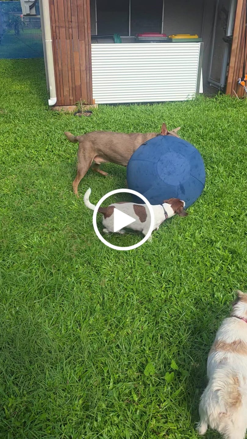 Customer video review of Herding Ball