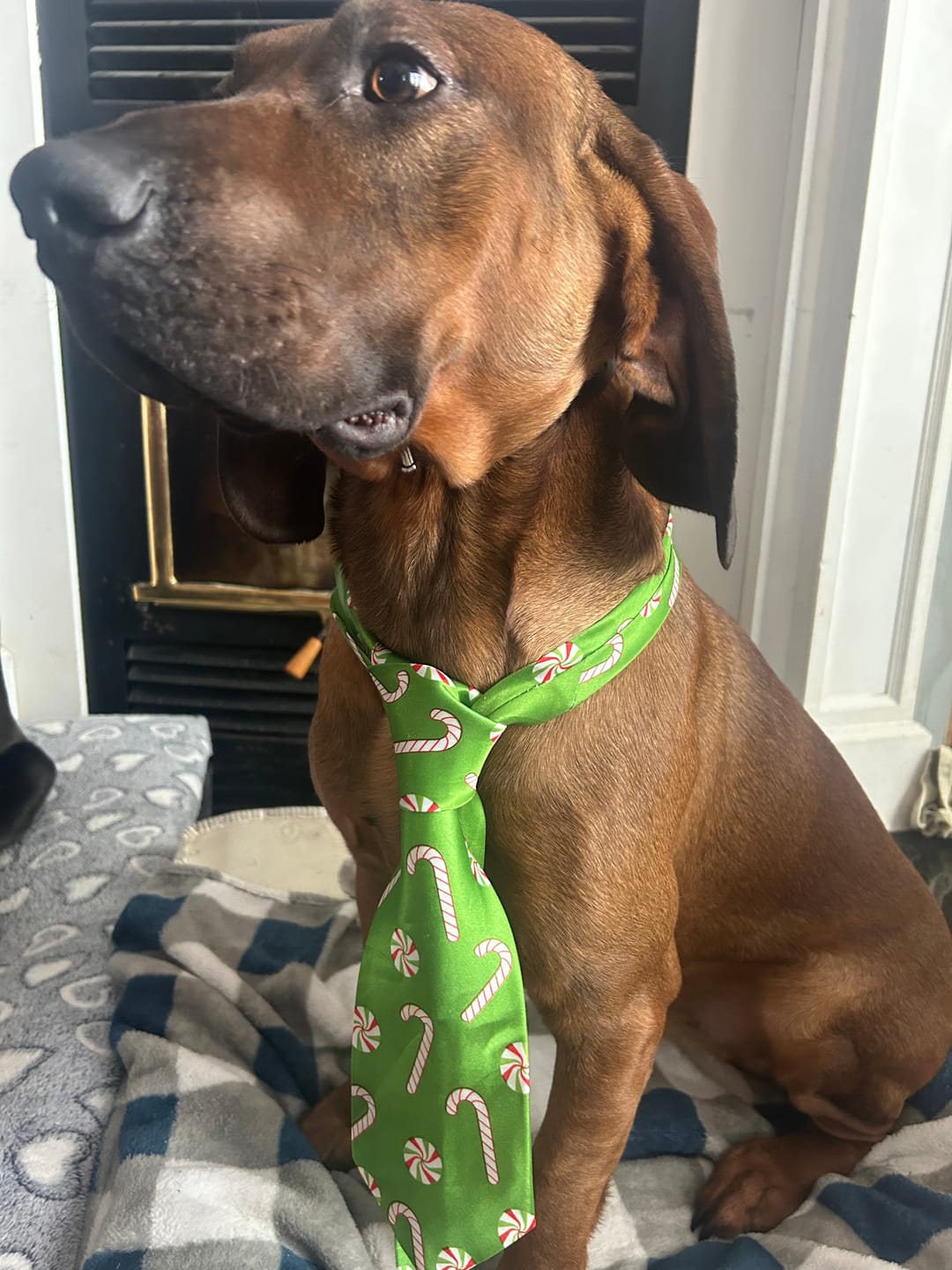 Customer photo review of Inukshuk - Nourriture pour Chien d'entrainement et performant (33lbs)