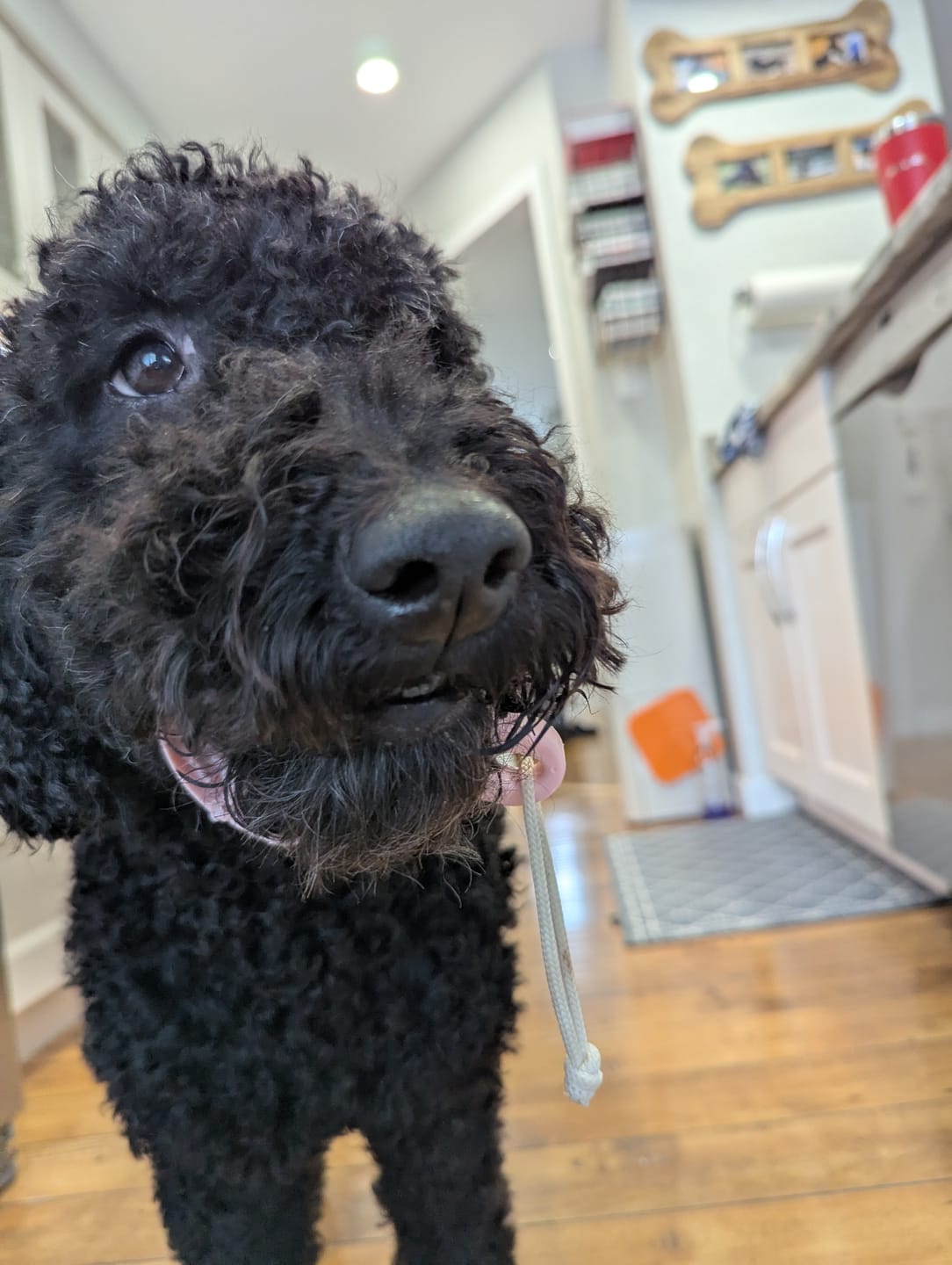 Customer photo review of Farmed Insects formulas / Adult & Puppy