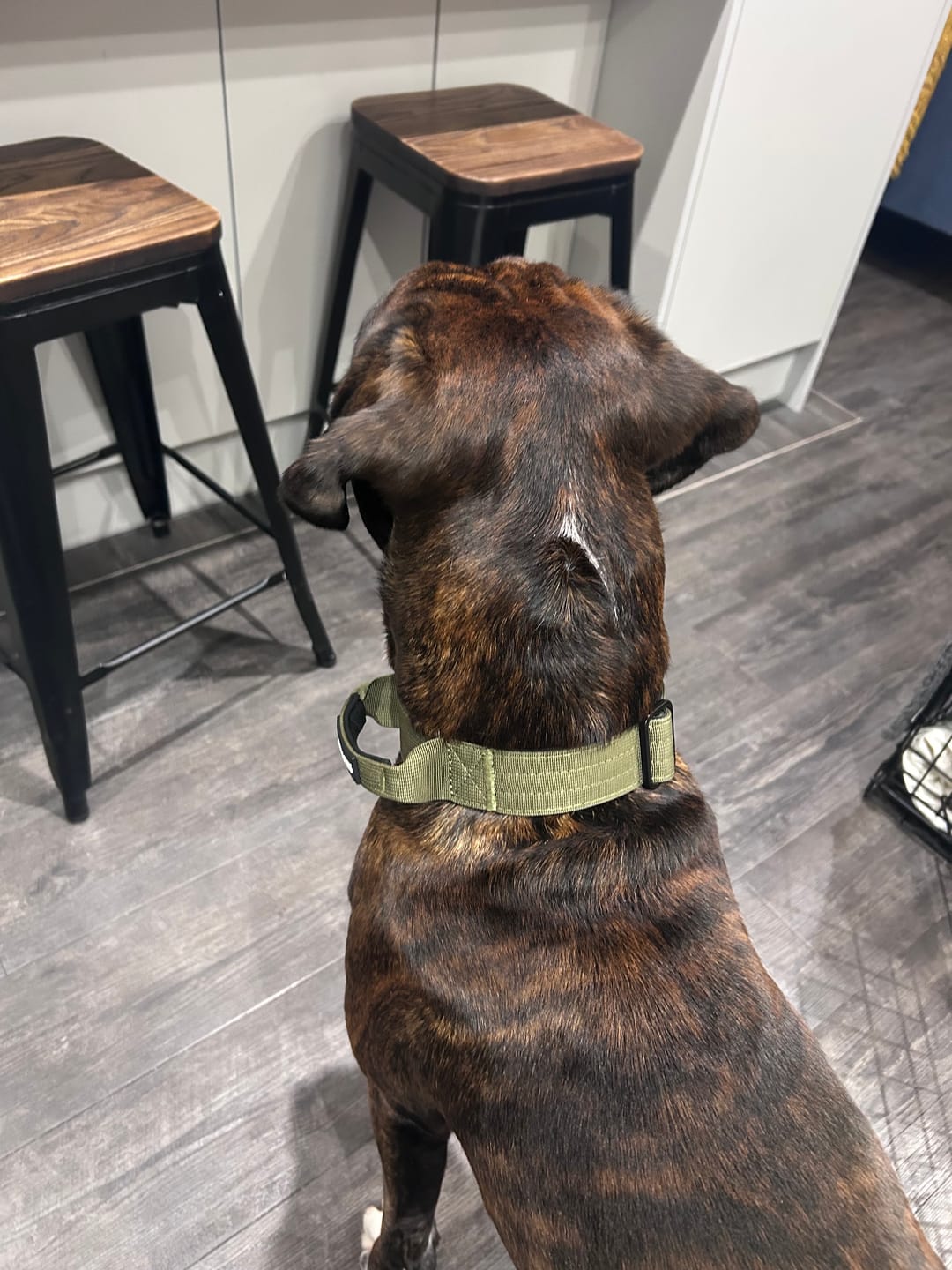 Customer photo review of 4cm Combat® Collar | Handle & Rated Clip -  Khaki