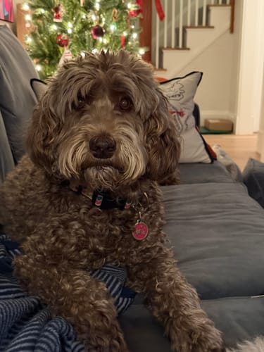 Customer's brown curly-haired dog resting on a grey couch near a Christmas tree.