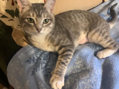 Customer photo review of 5x Blisso Advanced Cat Probiotic (Buy 2 Get 3 Free)