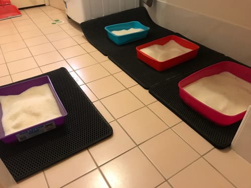 Customer photo review of 1 Month Supply – 3 Cat