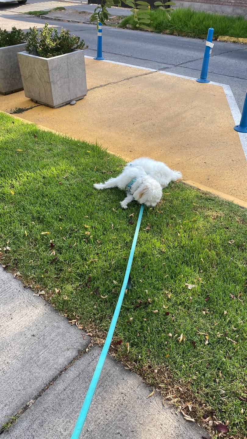 Customer photo review of Correa Larga para Perros - Light | 5 mts | Turquoise