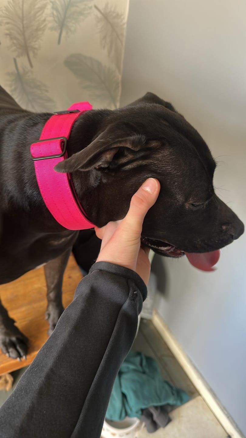 Customer photo review of Performance collar with handle 4CM - Rose pink