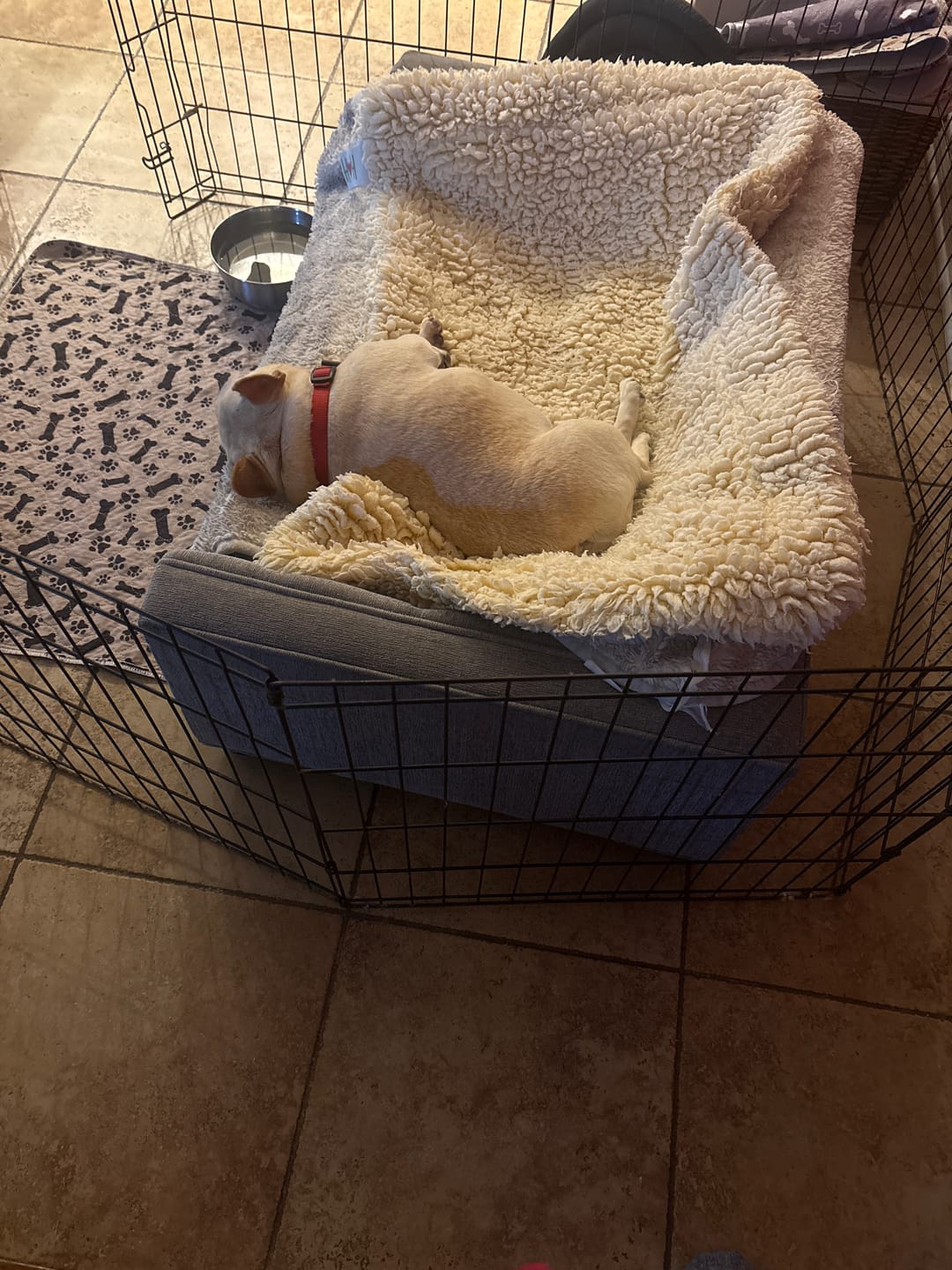 Customer photo review of Bark-Less Bites - XL Breed