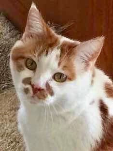Customer photo review of Royal Canin Veterinarian Diet - Urinary SO Aging 7+ Calm Cat