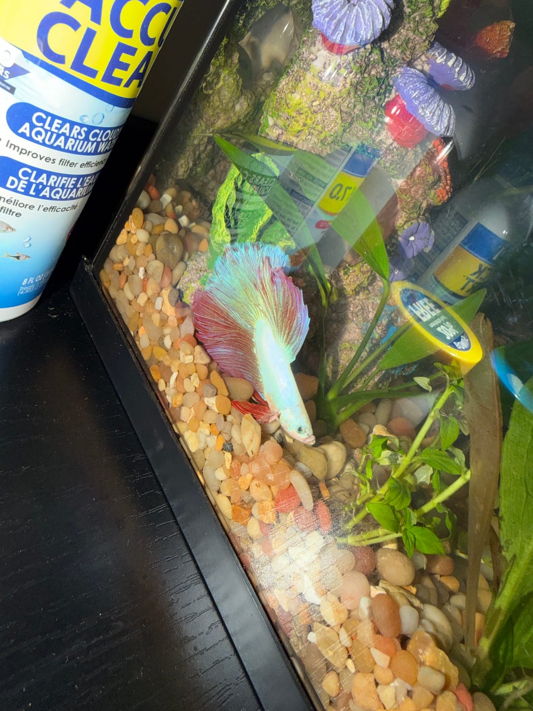 Customer photo review of Purple Halfmoon Male Betta Fish | Grower's Pick