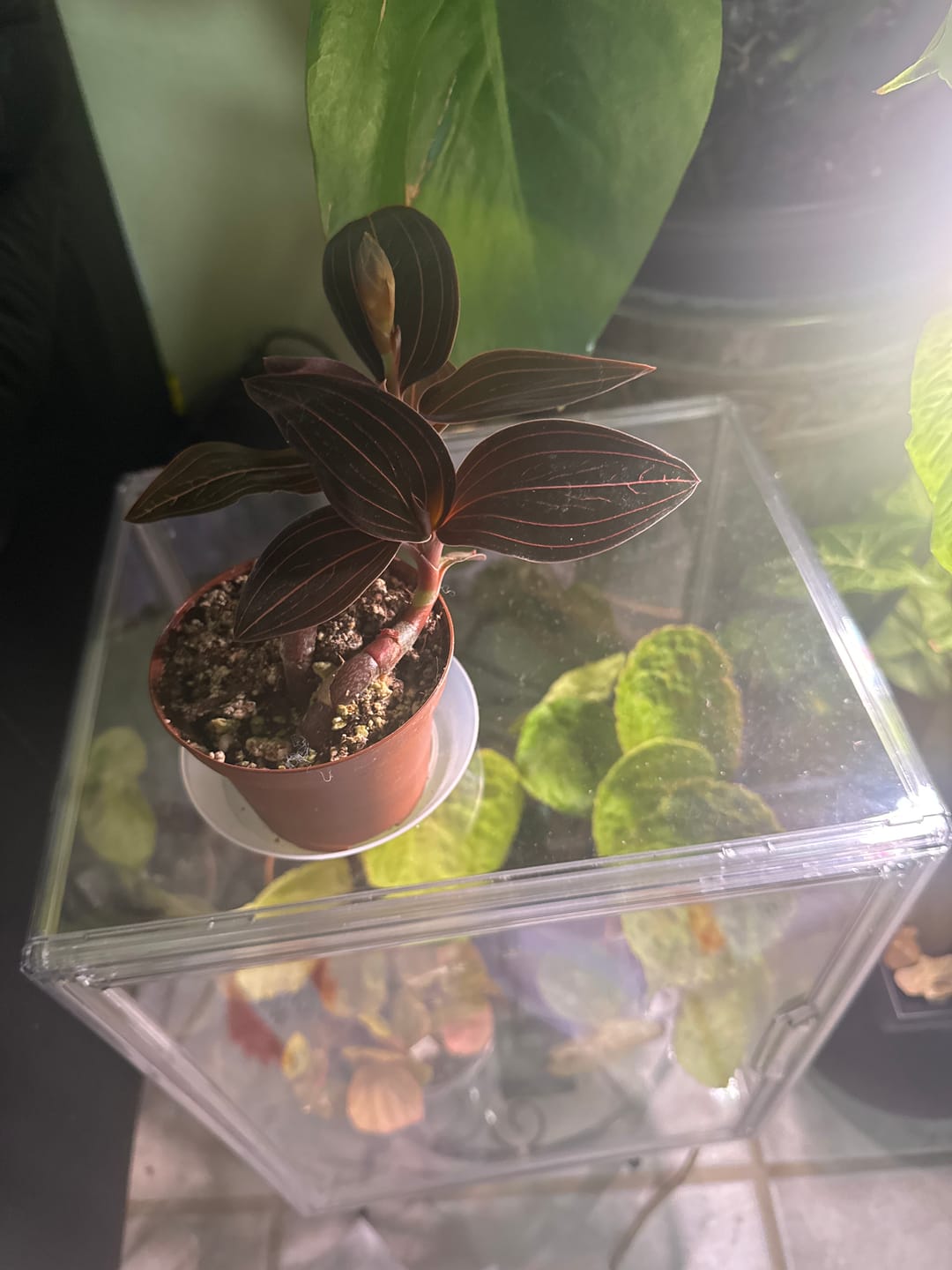 Customer photo review of Orchid Ludisia discolor