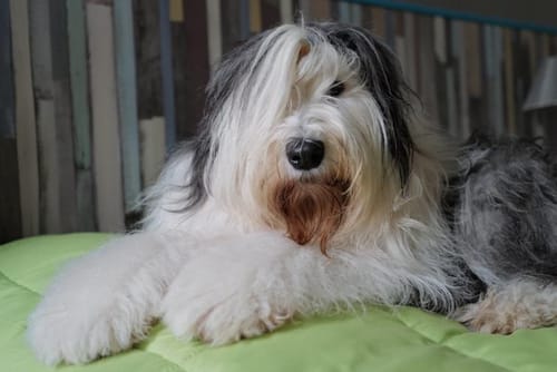 Photo d'avis client montrant un chien à poil long se reposant confortablement sur un lit vert.