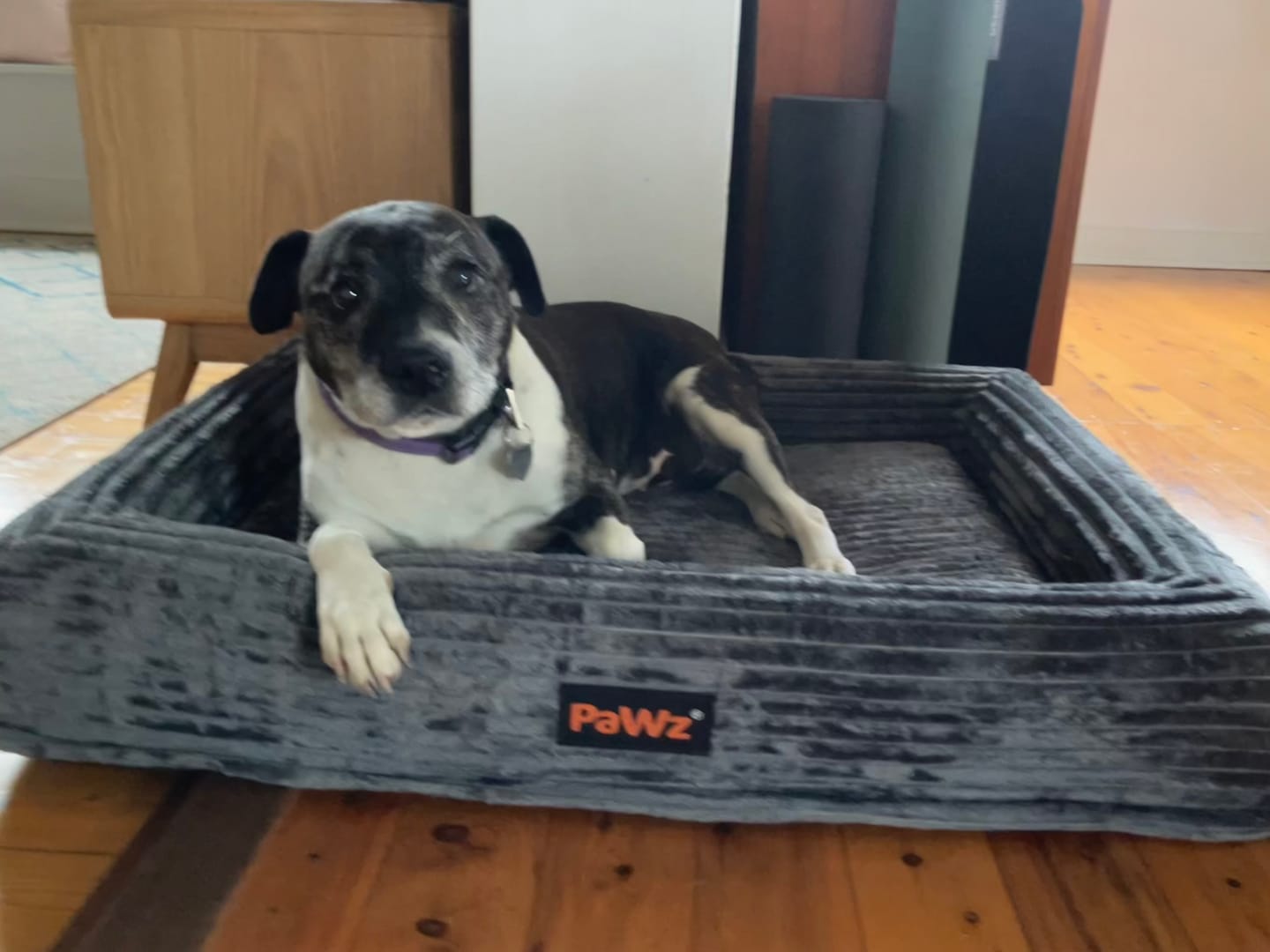 Customer photo review of Orthopaedic Dog Bed – Waterproof & Washable