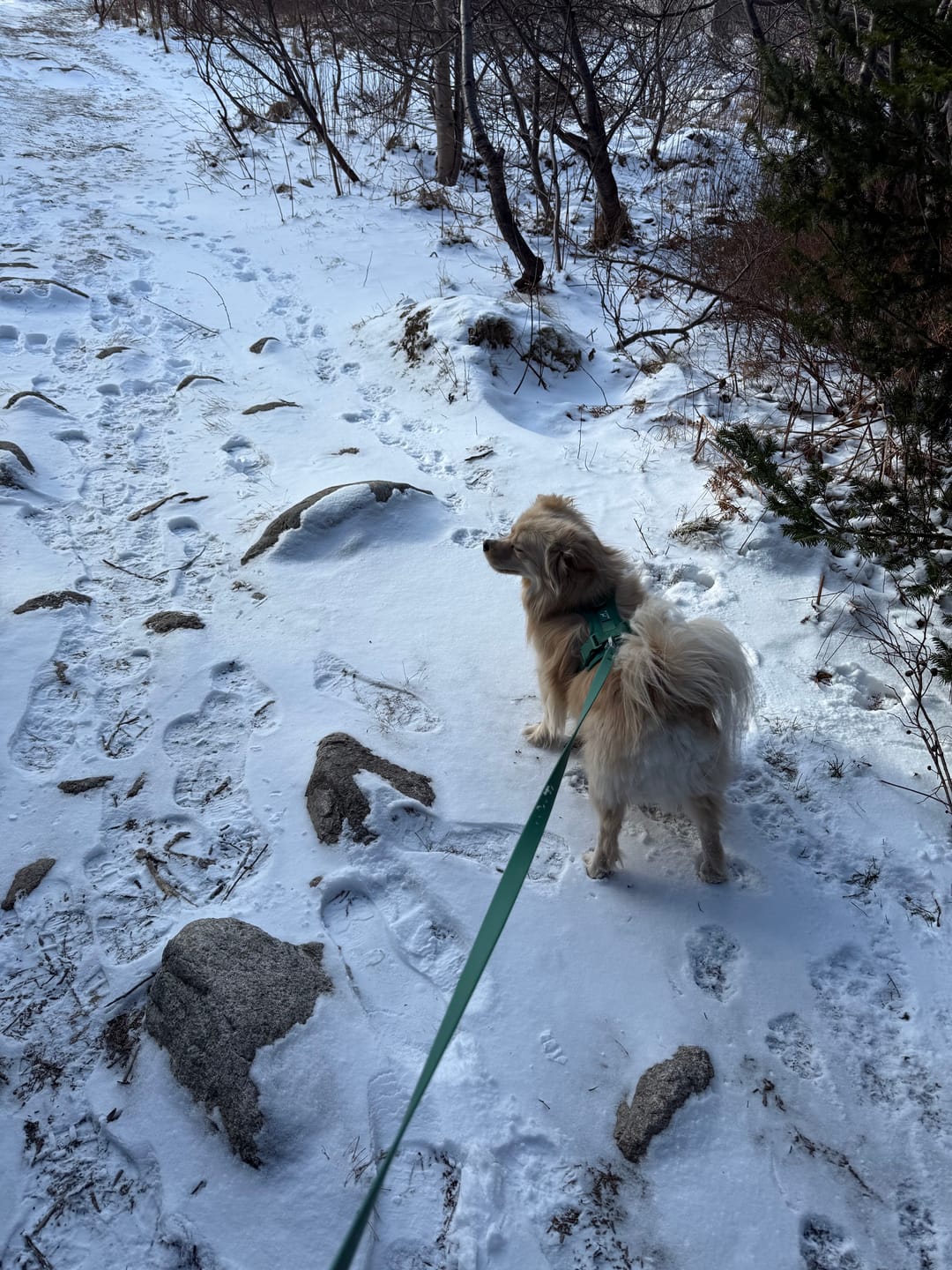 Customer photo review of Solace Waterproof Leash