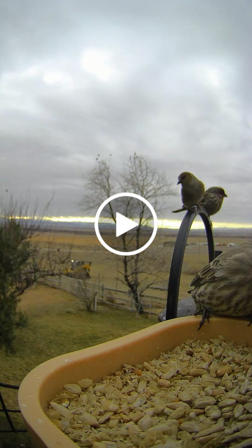 Customer video review of Birdfy Feeder Rookie - Beginner-Friendly Smart Bird Feeder