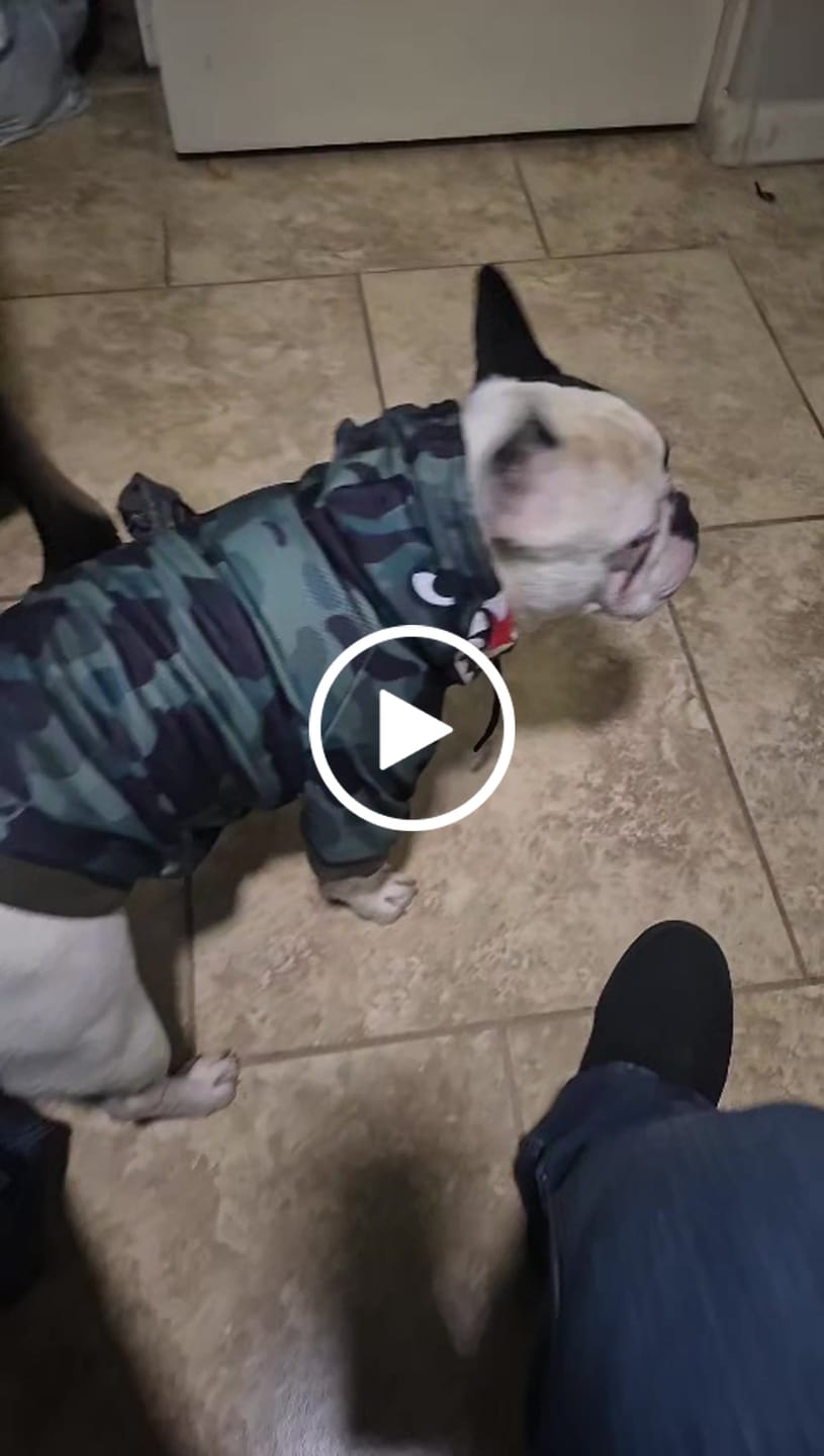Customer video review of Shark Monster Dog Hoodie - Green Camo