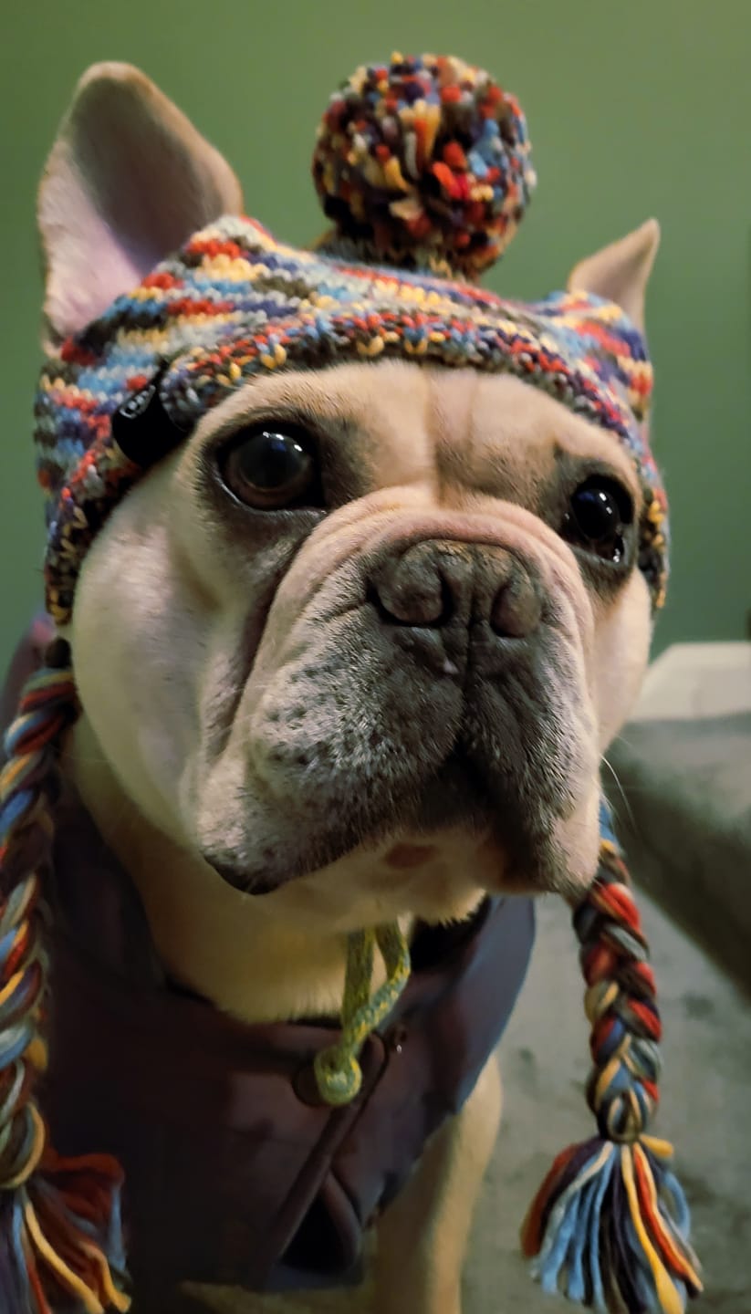 Customer photo review of Knit Pom Pom Dog Beanie Hat - Kaleidoscope