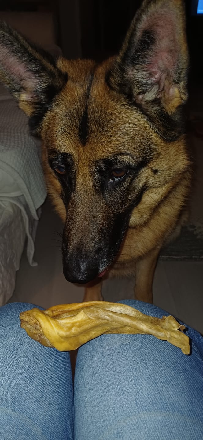 Customer photo review of Lamb Ears (6pk)