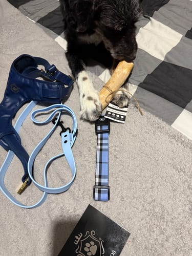 Customer photo review of Mystery Box - Dog