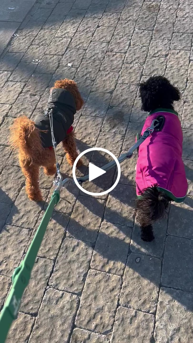 Customer video review of Hands-Free Multi-Dog Walking System Bundle